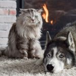 Caine si pisica in armonie in casa